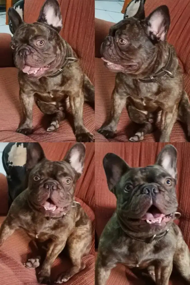 Frenchie bulldog french Dijual sepasang