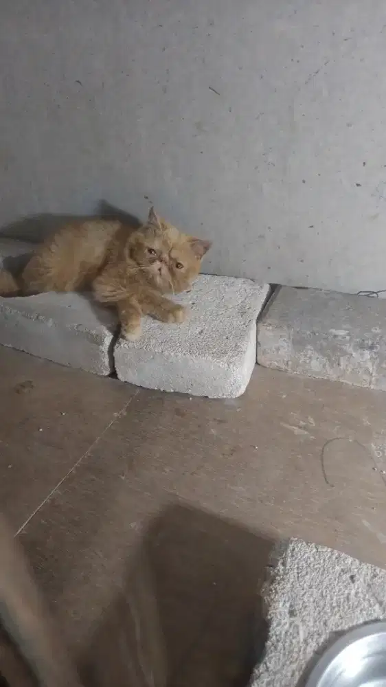 Lepas adopsi persia peaknose betina usia 4 bulan