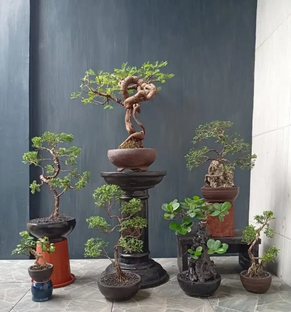 Paketan mini bonsai murah