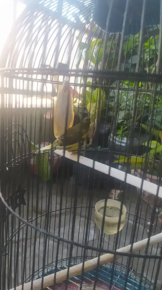 Burung Kenari loper
