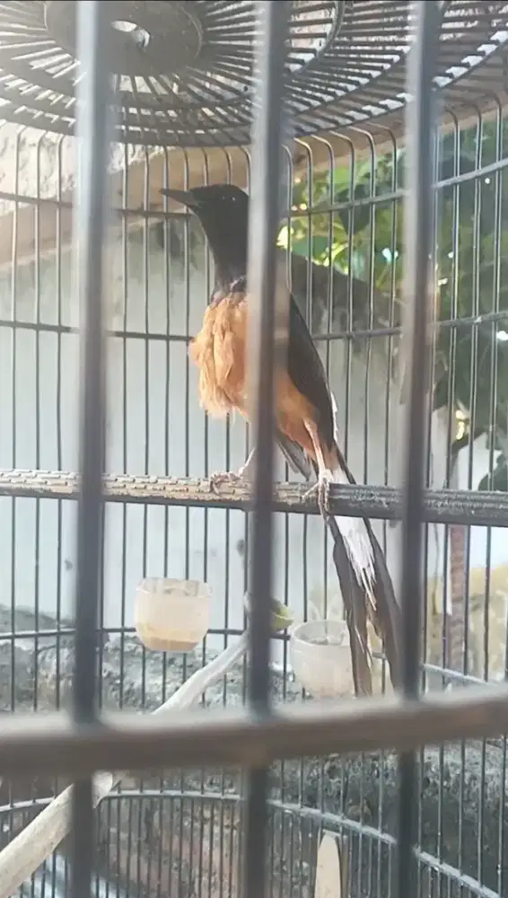 Murai batu harian gacor,minus bulu tua.
