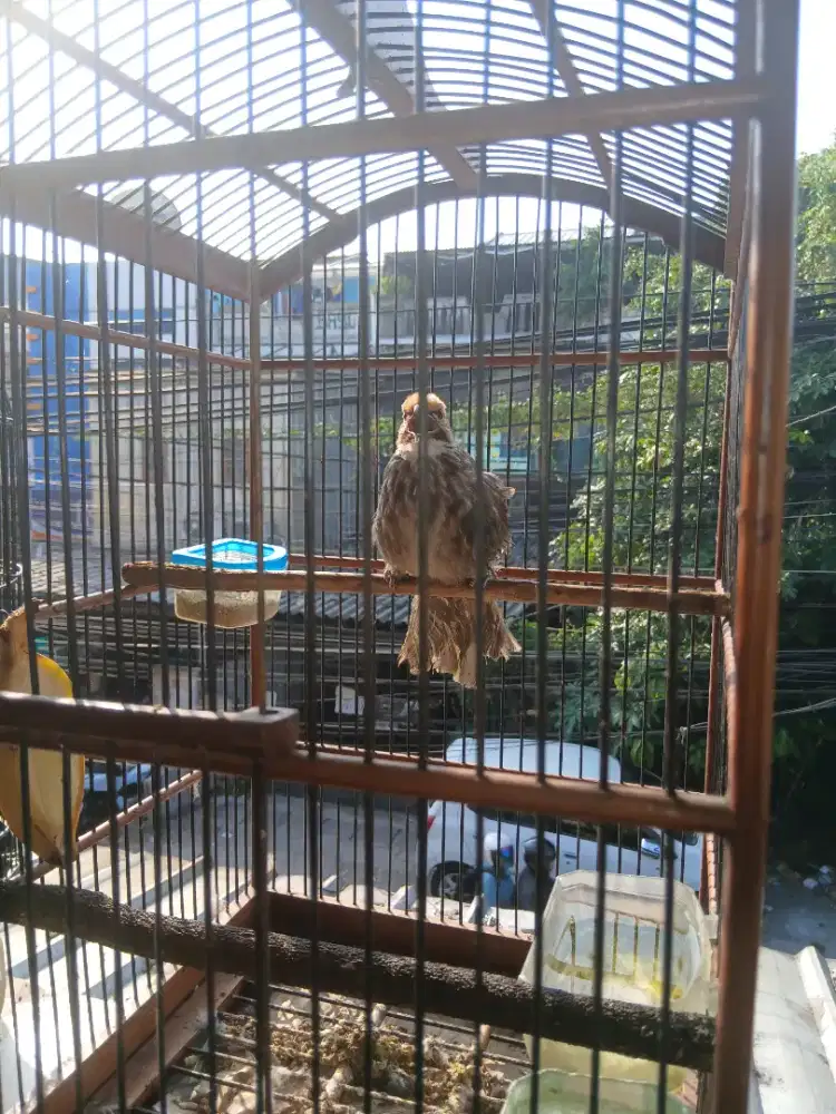 Burung cica rawa