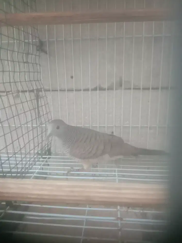 burung perkutut lokal