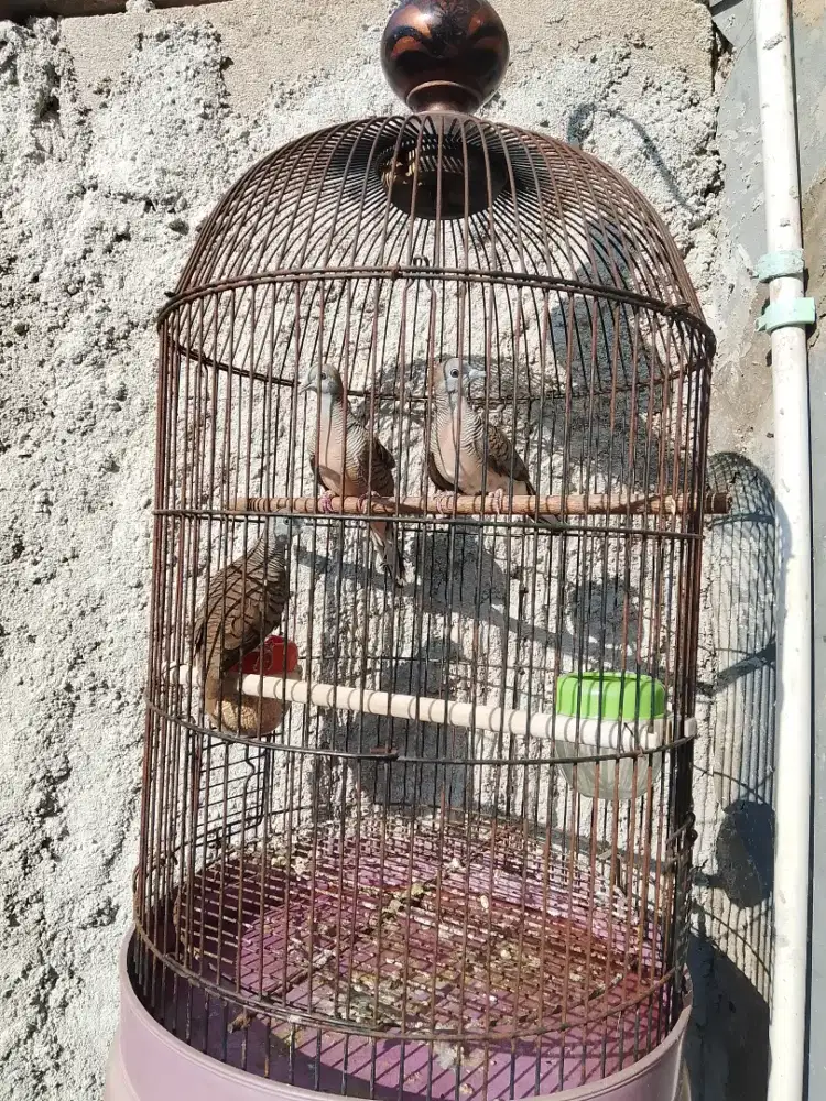 Burung perkutut borongan bekas