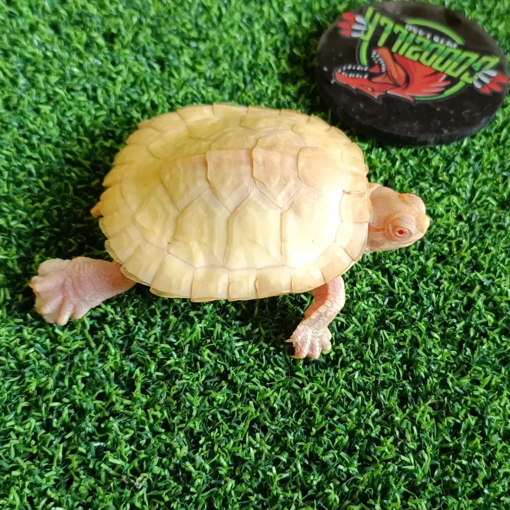 Kura RES Albino 6cm