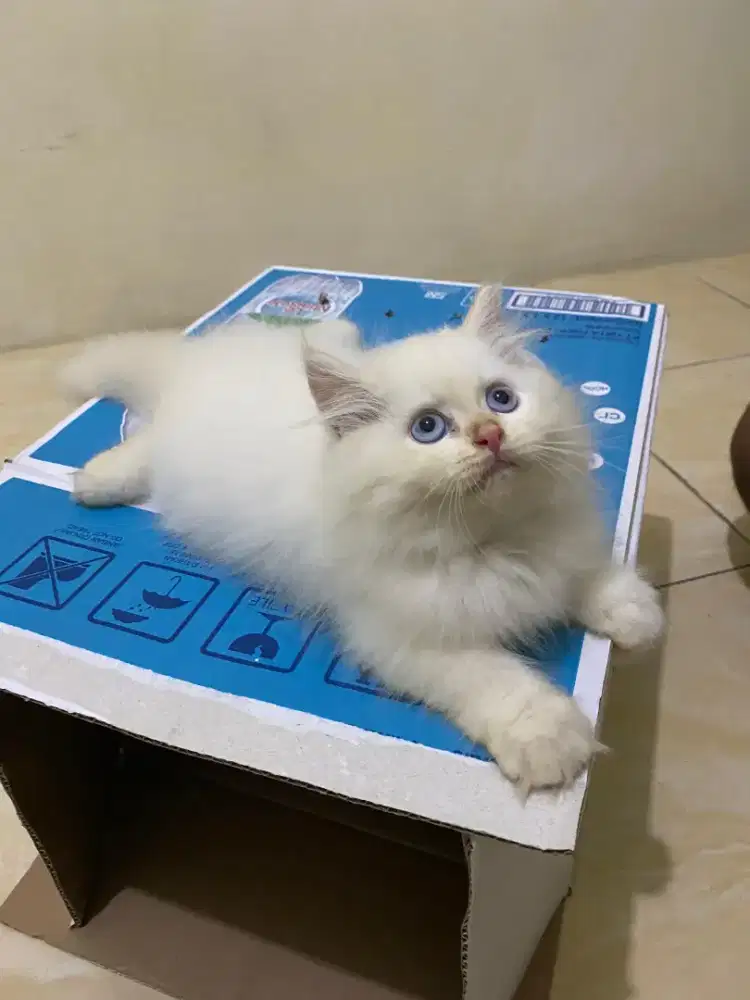 Kucing Persia Himalaya