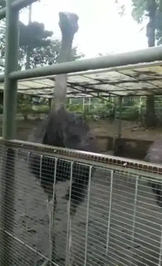 3 ekor burung oenta 1 jantan 2 betina tinggi 1 meteran koleksi exotik