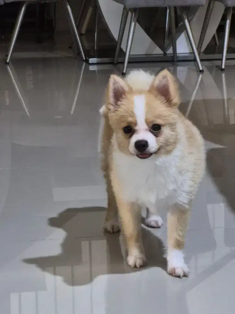Anjing Mini Pom Super