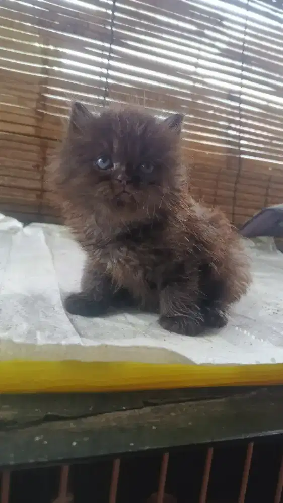 Kucing kitten Persia
