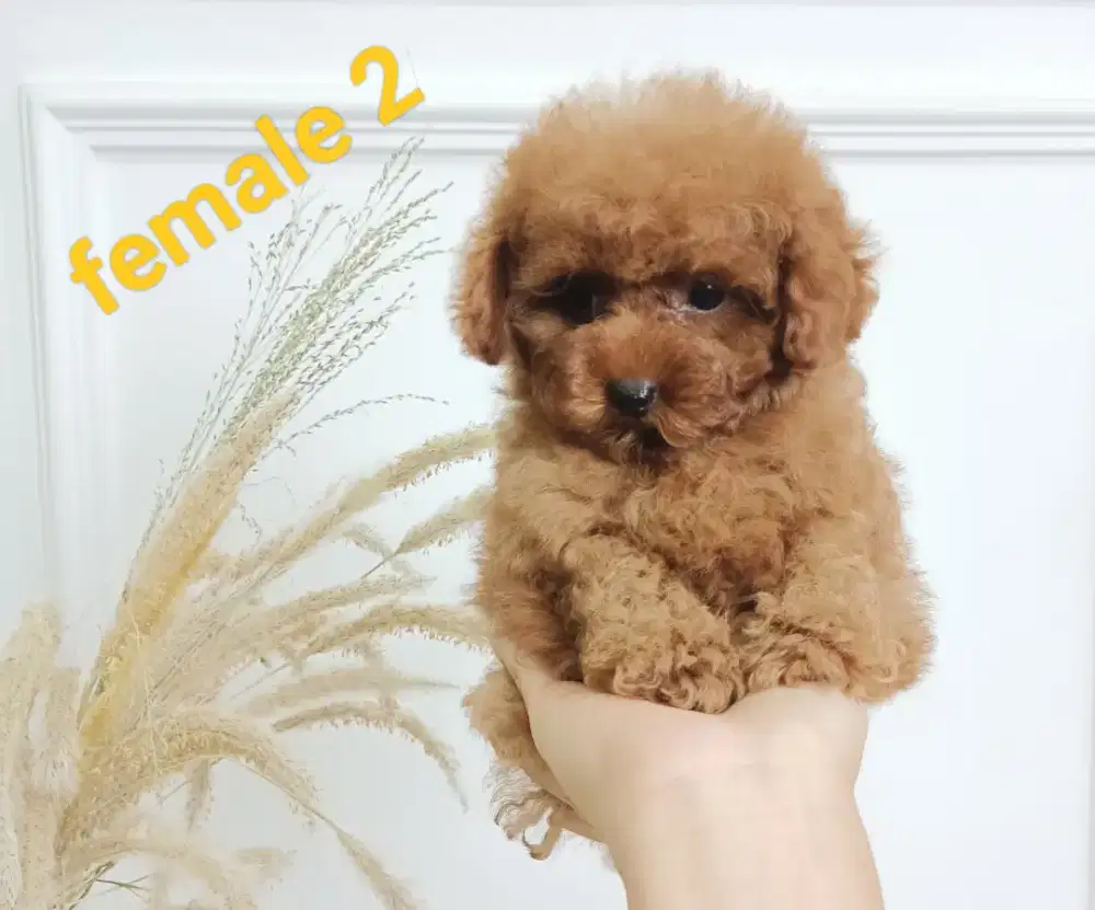 female tiny poodle