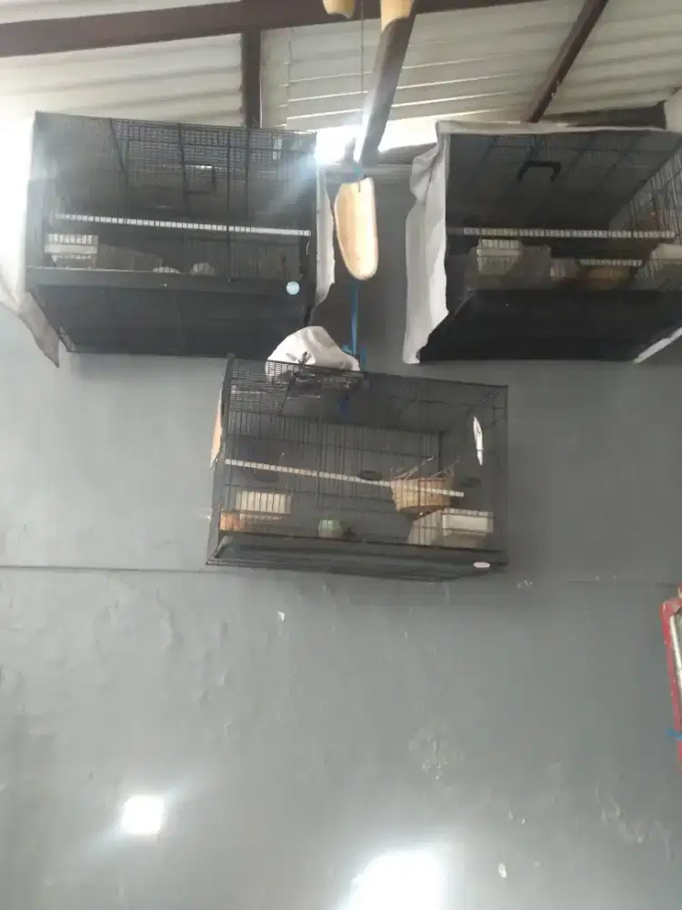 Jual borongan 3 kandang burung besi