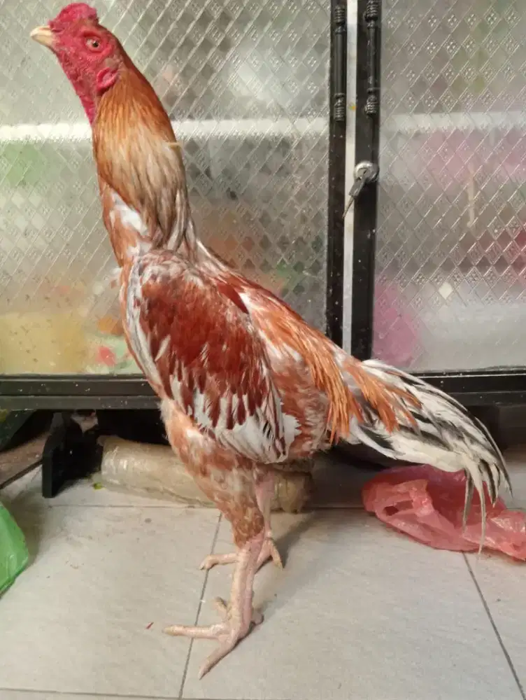 Ayam bangkok ukuran 4,5 bahu