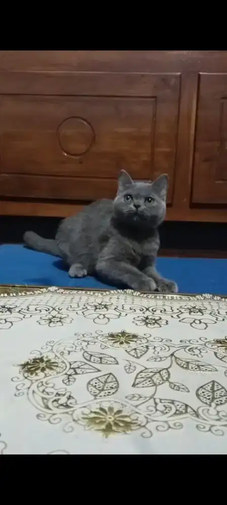 Kucing BSH pure betina 4bln up