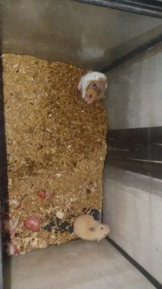 Hamster Syirian sepasang