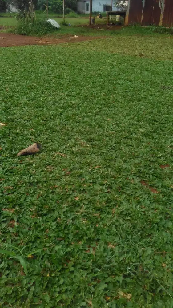 Rumput Gajah Mini Untuk Taman