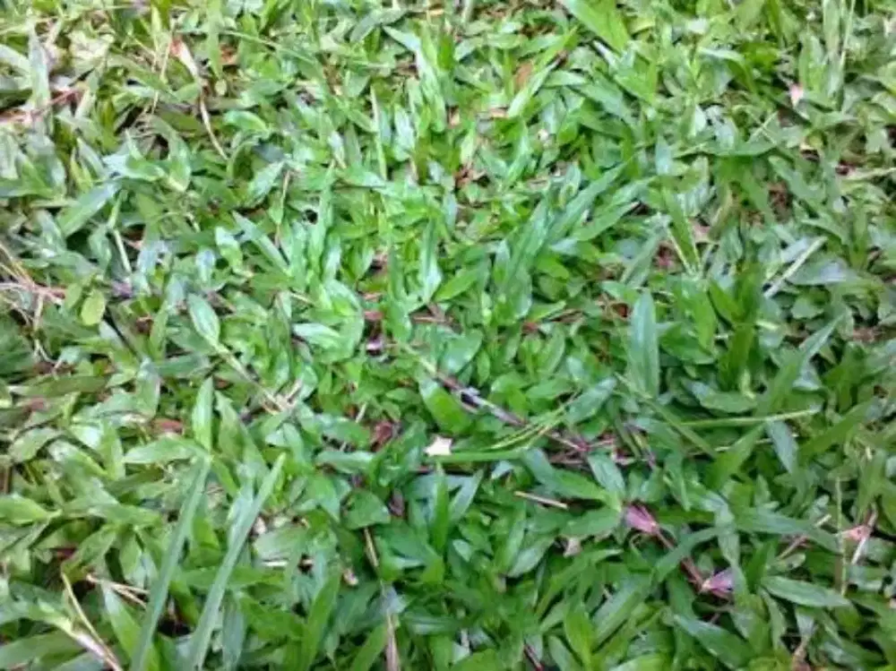 Rumput Gajahan untuk taman dan lapangan