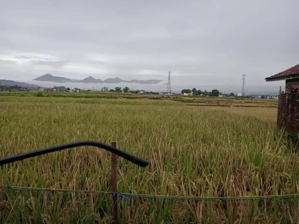 Jual cepat Sawah di Garut Kota