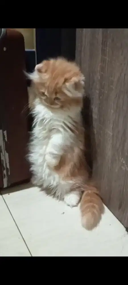 kitten kinkalouw munchkin x curly betina 3 bulan