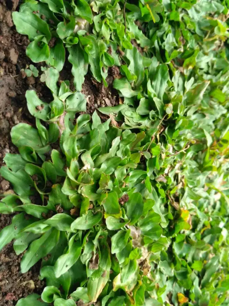 Rumput Taman Gajah mini