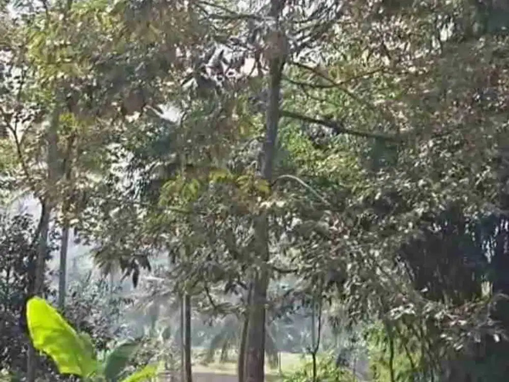 Pekarangan Durian Manggis Jabung Malang