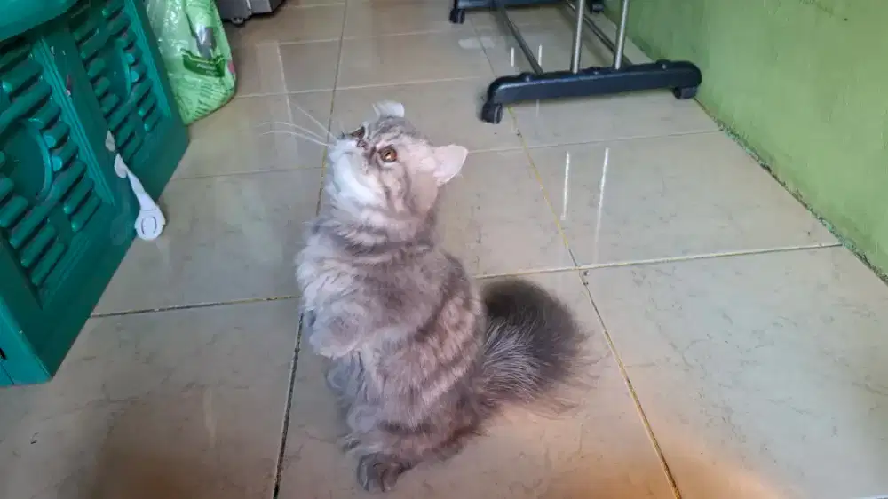 MUNCHKIN PEAKNOSE BETINA
