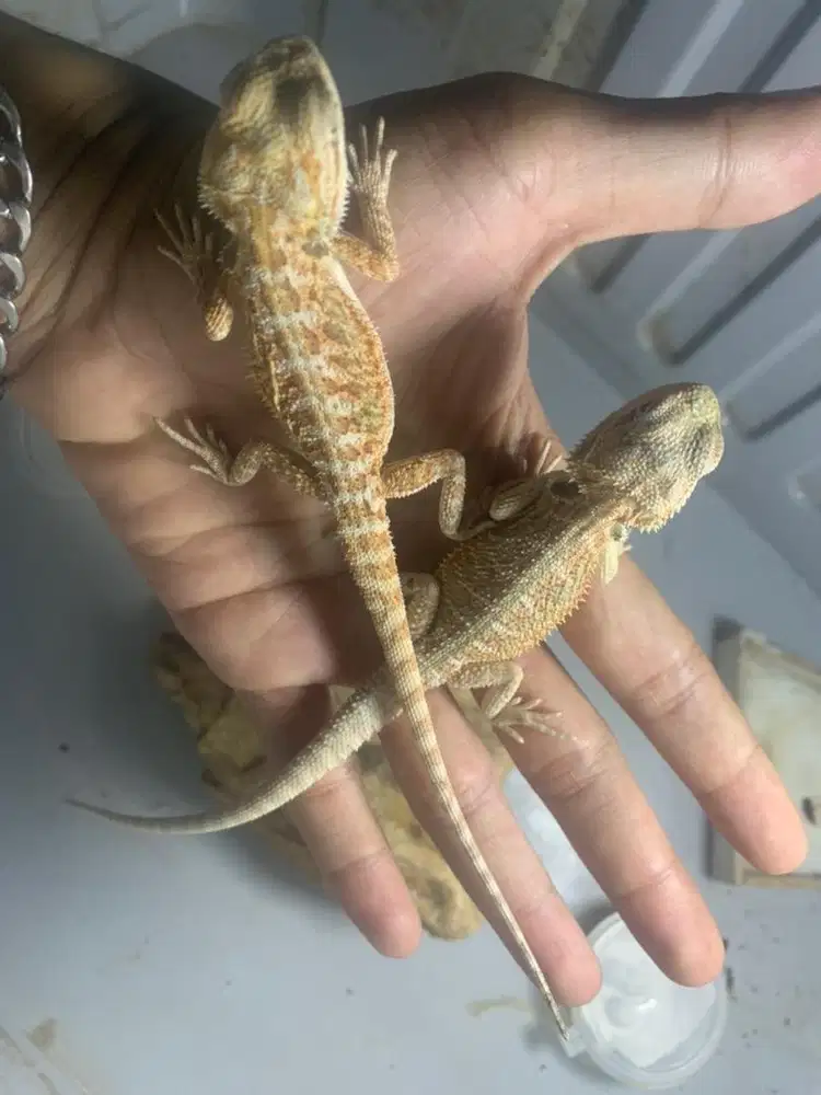 Bearded dragon.