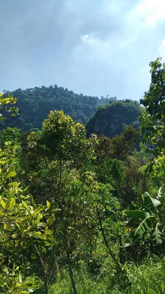 DIJUAL TANAH PERKEBUNAN DI REMBANG JAWA TENGAH! DEKAT PANTURA!