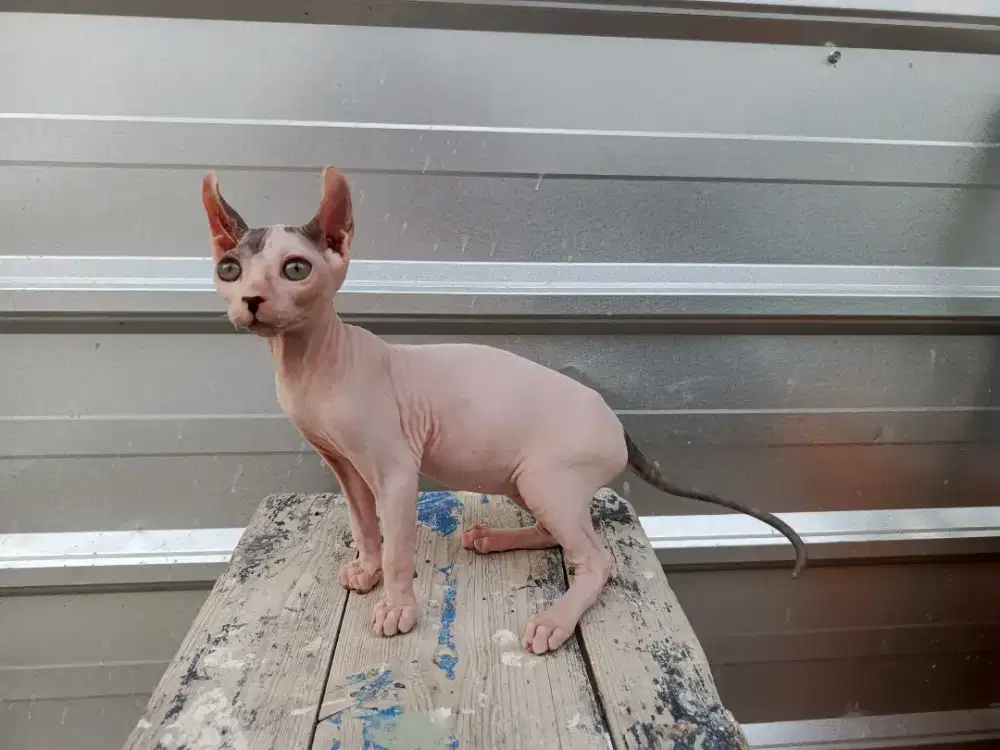 Kucing Sphynx Curly Jantan Sphinx Elf