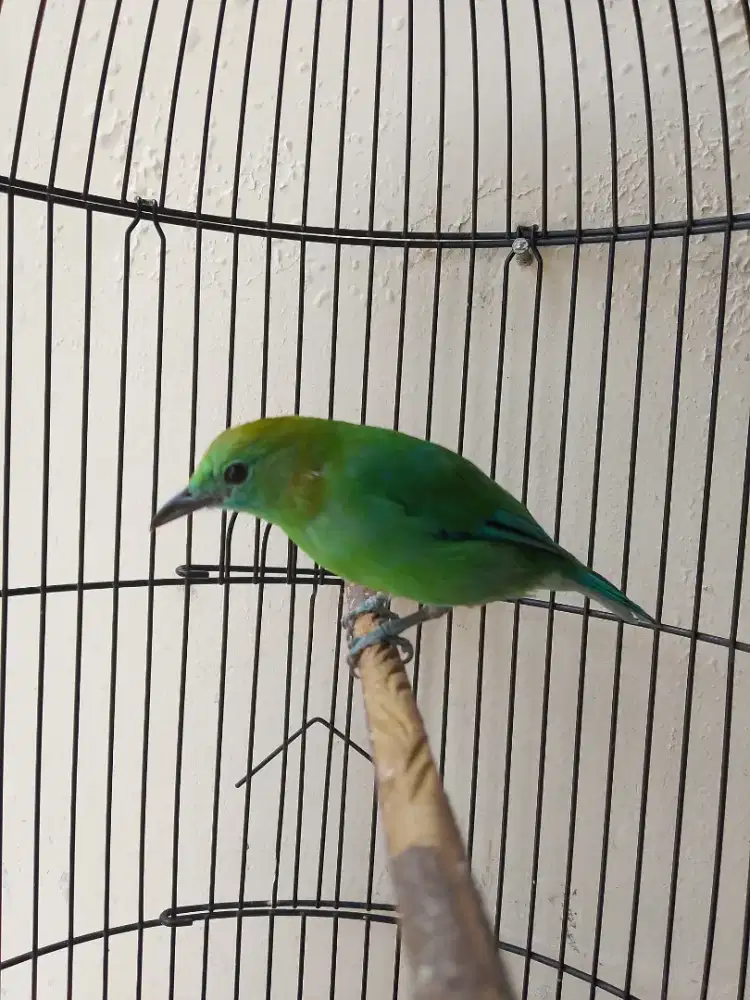 Burung betina mapan gacor brisik
