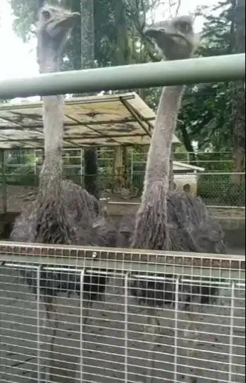 3 ekor burung oenta muda 1 tahunan 1 jantan 2 betina tinggi 1 meteran
