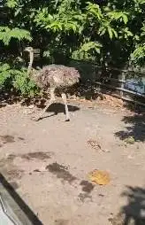 3 ekor burung oenta muda 1 tahunan 1 jantan 2 betina tinggi 1 meteran