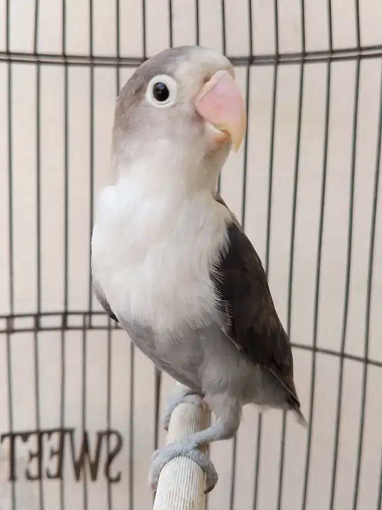 Burung lovebird jantan ganteng betmen