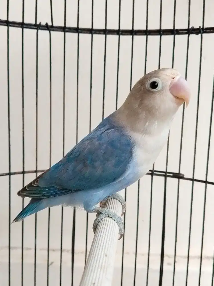 Burung lovebird beby jantan ganteng