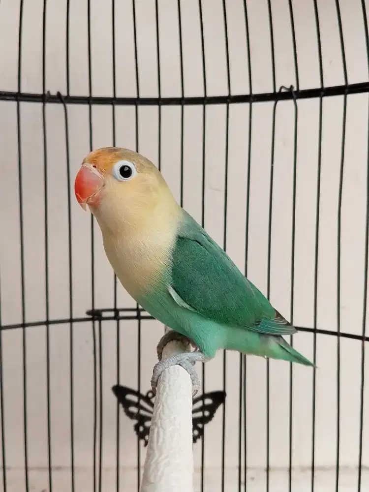 Burung lovebird beby betina cantik