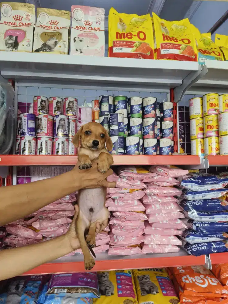 Anjing ras kecil mini pinscher x daschund