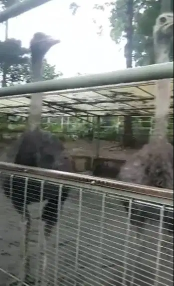 3 ekor burung oenta 1 tahunan tinggi 1 meteran 1 jantan 2 betina unik
