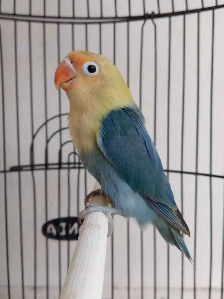Burung lovebird beby jantan gacor