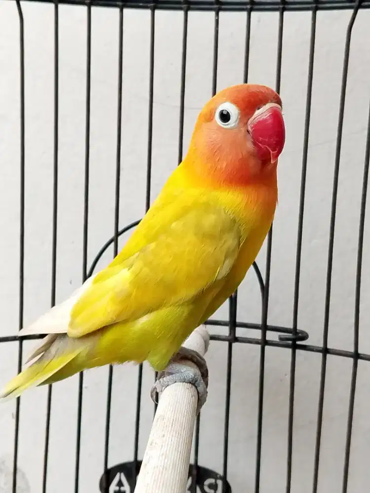 Burung lovebird jantan ganteng ok