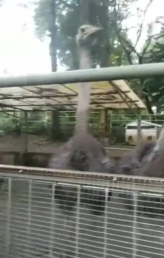 3 ekor burung oenta 1 tahunan tinggi 1 meteran 1 jantan 2 betina unik