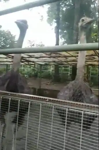 3 ekor burung oenta 1 tahunan 1 jantan 2 betina 1 meteran koleksian ok