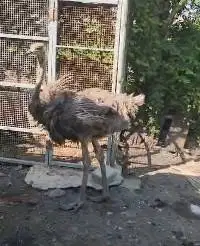 3 ekor burung oenta 1 tahunan 1 meteran 1 jantan 2 betina exotik unik