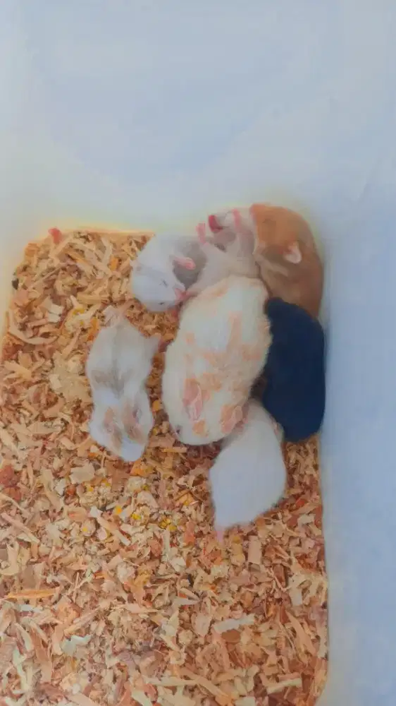 Hamster syrian All varian