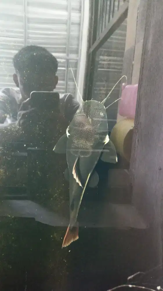 Ikan RTC 50/40cm