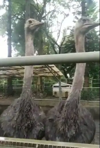 3 ekor burung oenta 1 tahunan 1 jantan 2 betina exotik 1 meteran unik