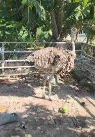 3 ekor burung oenta 1 tahunan 1 jantan 2 betina exotik 1 meteran unik