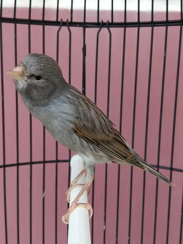 Burung kenari gacor jenis AF