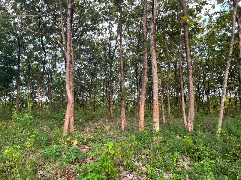 DIJUAL LAHAN JATI PRODUKTIF
