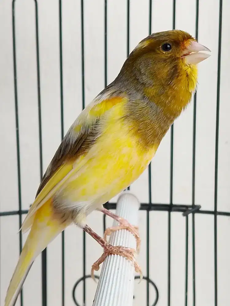 Burung kenari gacor jenis loper aja