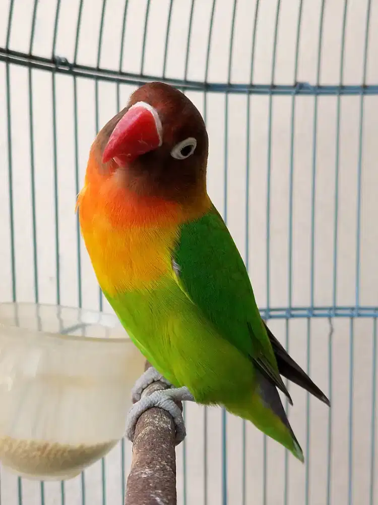 Burung lovebird betina cantik semi dakocan