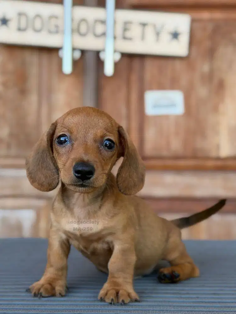 Puppy Dachshund Smoothcoat Lucu Siap Dipinang